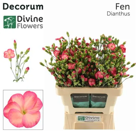 Di Solomio Fen 60 cm