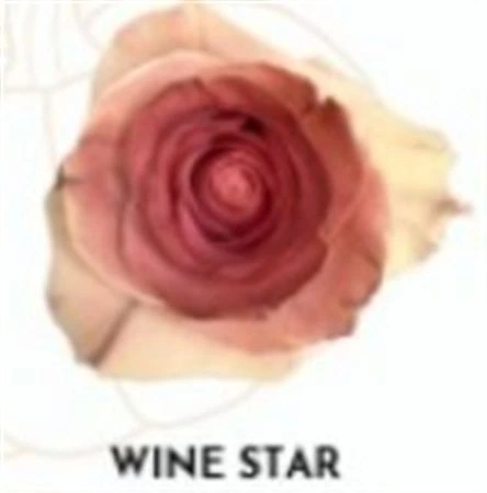 Ruža farbená Wine Star, Ekvádor 50 cm