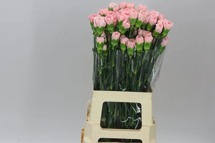 Di St Pale Pink 70 cm
