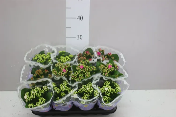 Kalanchoe Calandiva mix črepník 9 cm