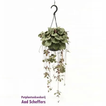 Saxifraga Stolonifera Hang črepník 14 cm