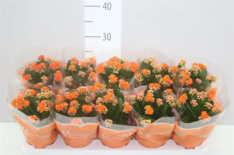 Kalanchoe Calandiva Oranje črepník 10,5 cm