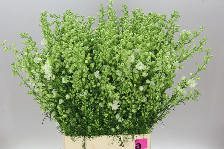 Stračonôžka Ajacis White 80 cm