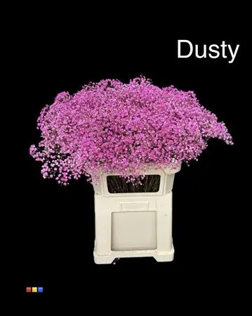 Gyps Xlence Dusty Cerise 80 cm