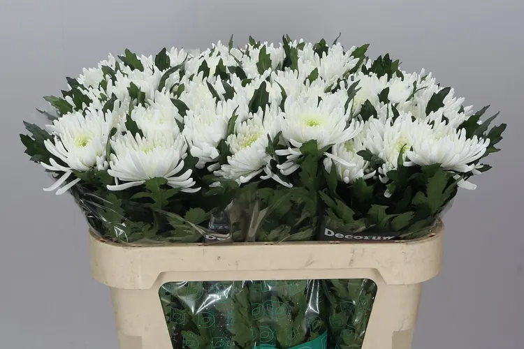 Chryzantéma veľkokvetá Topspin 70 cm