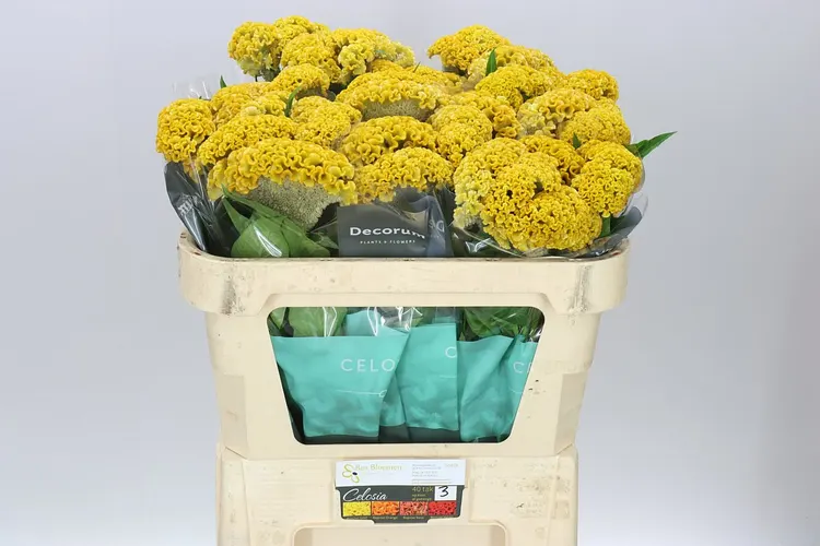 Celosia A Reprise Gold 72 cm