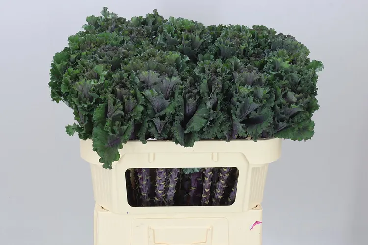 Brassica Black Angel 70 cm