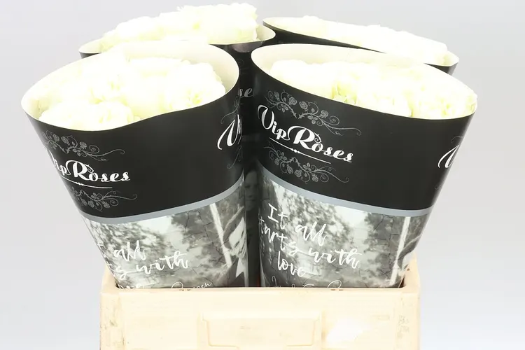 Ruža záhradná Vip Paradise White 60 cm