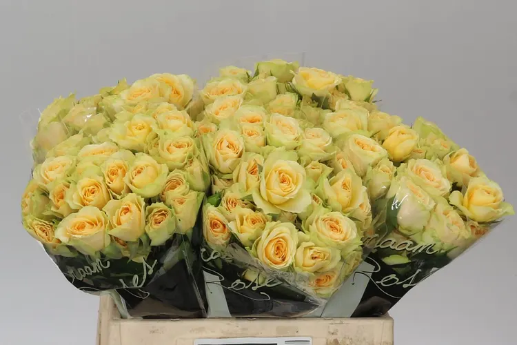 Rosa Tr Bandolero 40 cm