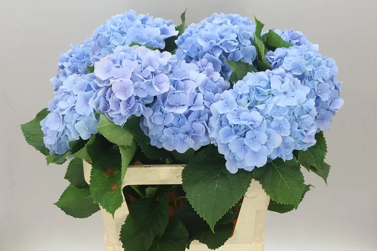 Hortenzia Verena Blue Pale 80 cm