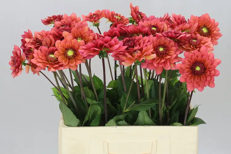 Dahlia Salmon Runner Ex 60 cm