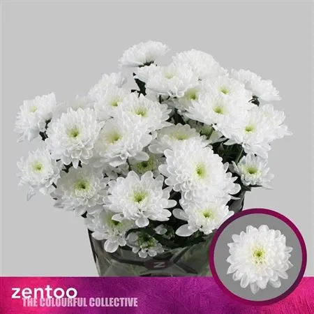 Chryzantéma trsová Altay 70 cm