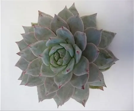 Echeveria Blue Bird Cutflowers 10 cm