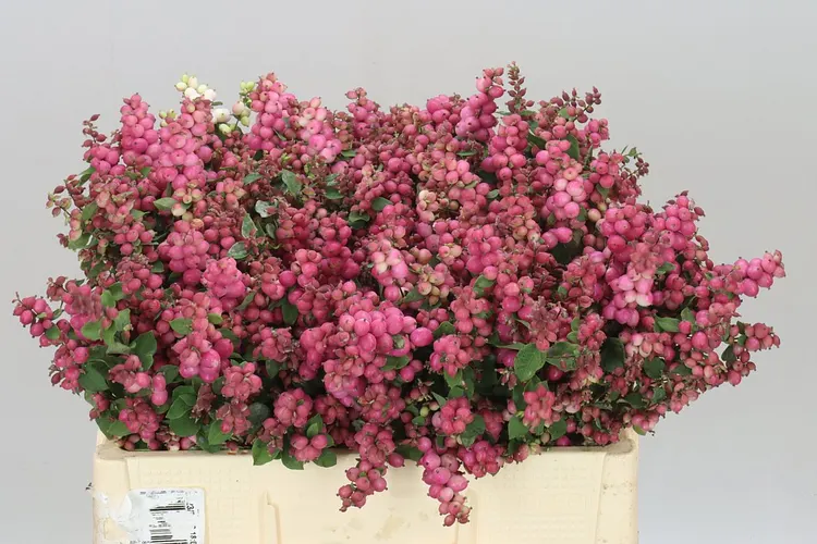 Sympho Mag Ruby Giant 60 cm