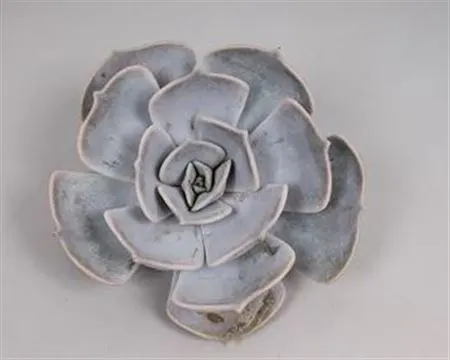 Echeveria Lilacina Cutflower 12 cm