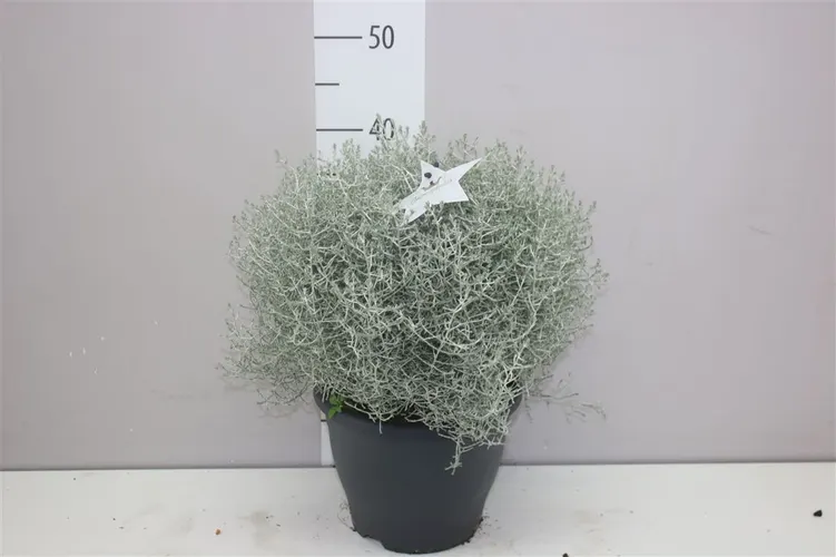 Calocephalus X črepník 23 cm