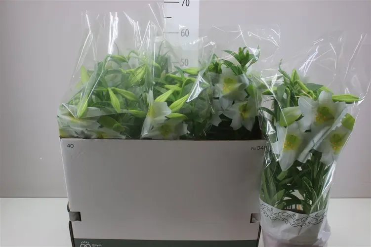 Ľalia Longiflorum Miracle 5pp črepník 19 cm