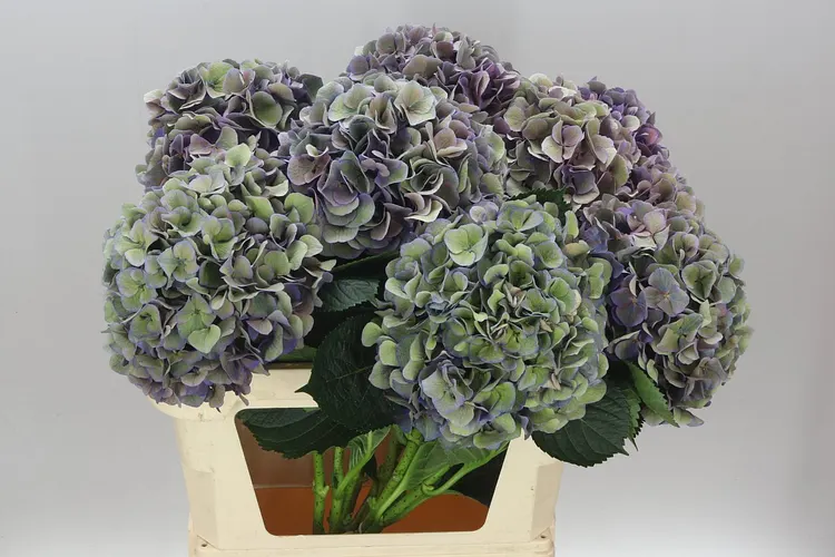 Hydrangea Opera Classic 80 cm