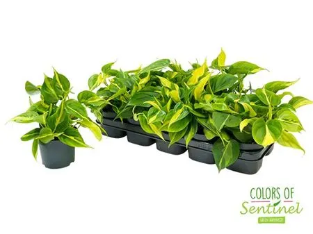 Philodendron Scandens 'brasil' črepník 12 cm
