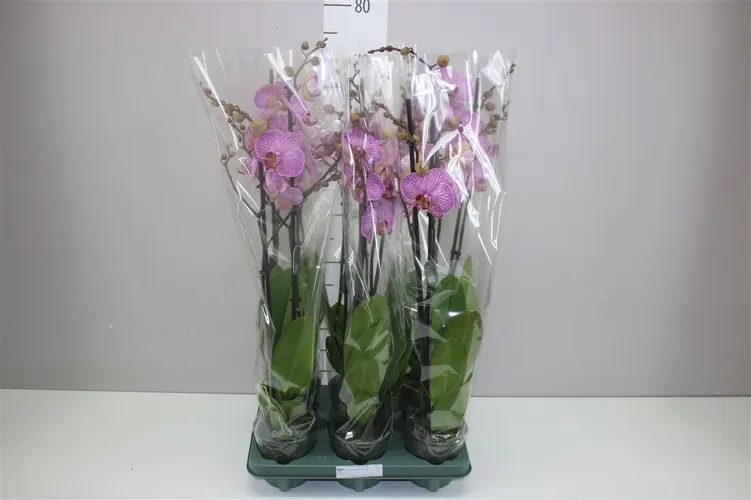 Phal Flirtation 2 Tak črepník 12 cm