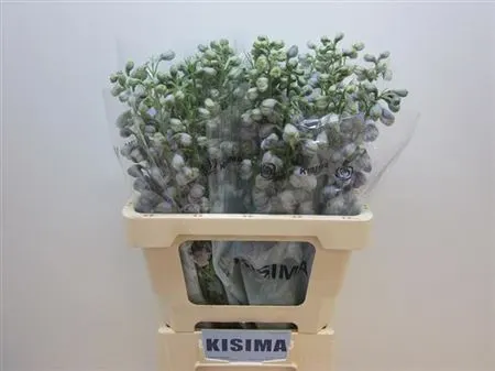Delph El Fountain Lavender 60 cm