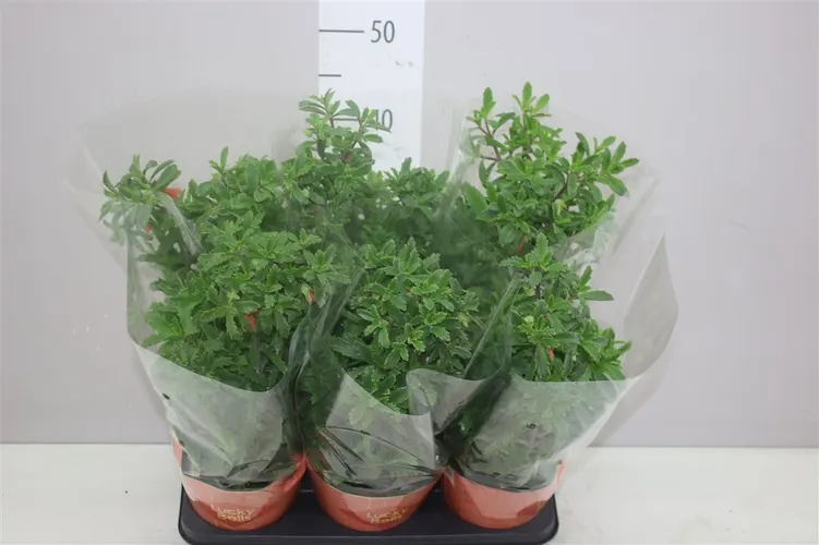 Kalanchoe Lucky Bells črepník 14 cm