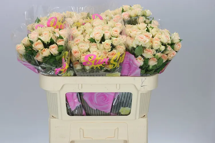 Rosa Tr Sancerre 70 cm