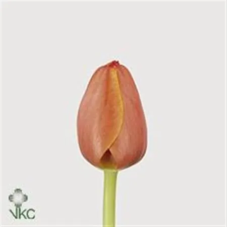 Tulipa En Ad Rem