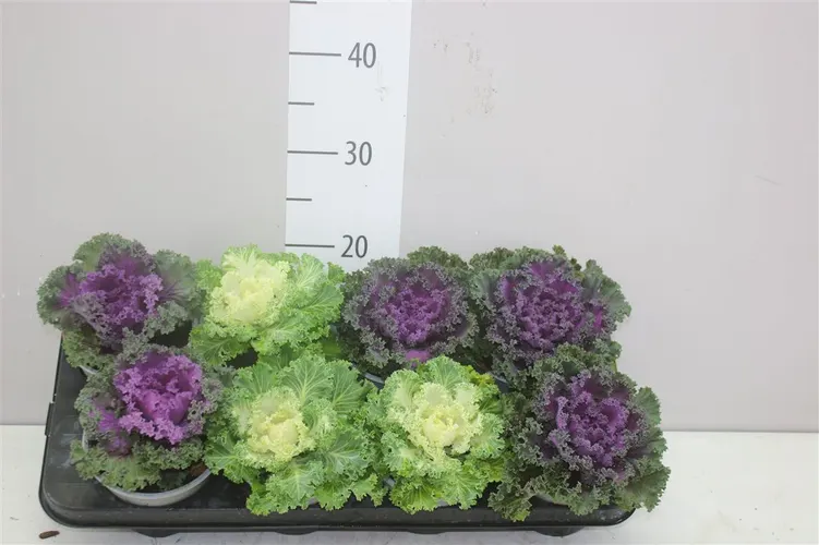 Brassica Sierkool Gekruld Gemengd črepník 13 cm