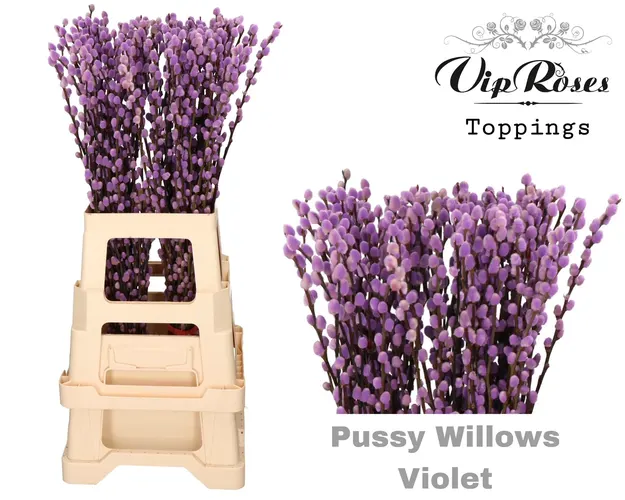 Salix Pussy Willow Violet 70 cm