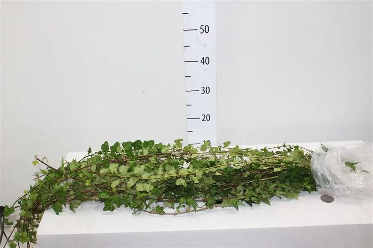 Hedera Green Italie X25 110 cm