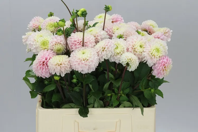 Dahlia Light Wizz Of Oz 55 cm
