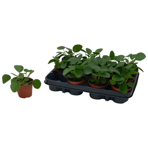 Pilea Peperomioides črepník 8,5 cm