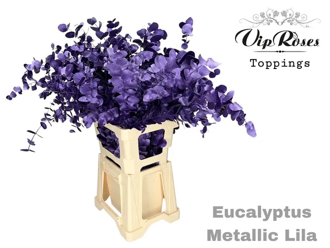 Eukalyptus Cinerea Metallic Lila 300gr 65 cm