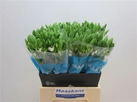 Ornithogalum T Mount Fuji 45 cm