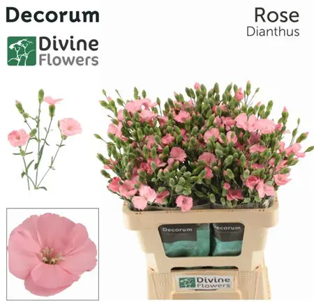 Di Solomio Cas (rose) 60 cm