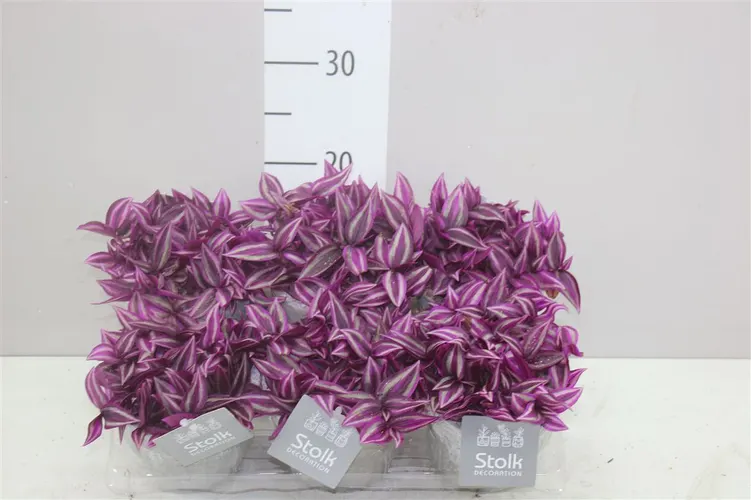 Tradescantia Pink Paradise Stone Keramiek črepník 13 cm