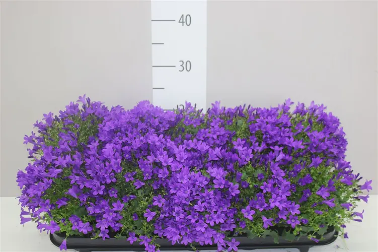 Campanula Port Get Mee Blue črepník 10,5 cm