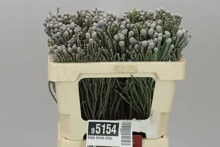 Kaaps Brunia Silver 50 cm