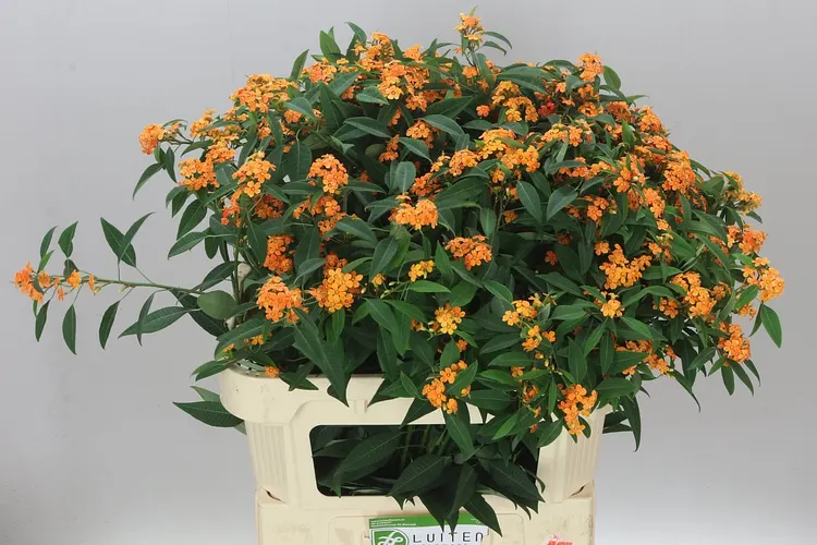 Euphorbia F T Sunstream 75 cm