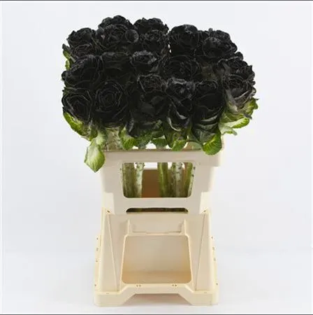 Brassica Painted Black 60 cm