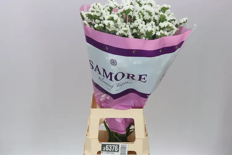 Lim. S White 75 cm