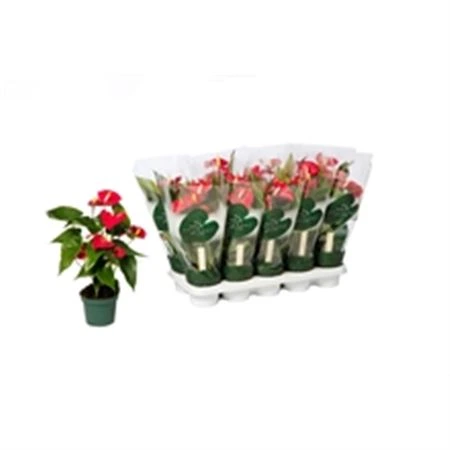 Antúrium Aroha črepník 12 cm