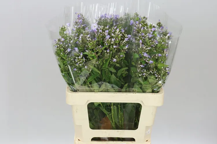 Flox Butterfly Lilac 60 cm