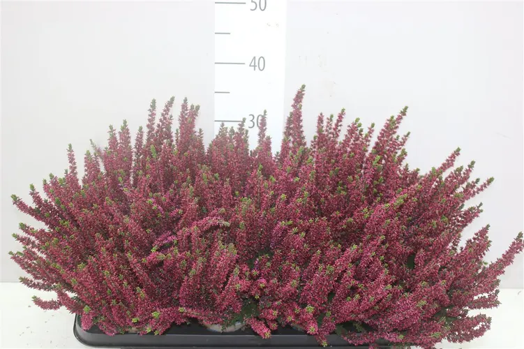 Calluna G.girls Lila črepník 12 cm