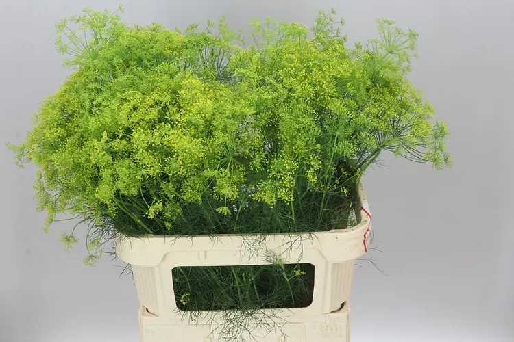 Anethum Graveolens 80 cm