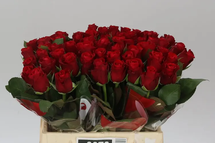 Rosa Gr Red Ribbon 40 cm