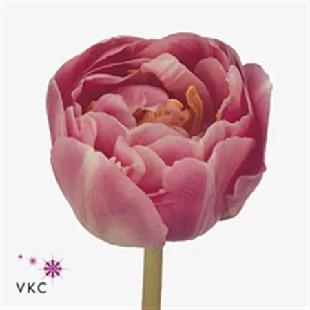 Tulipa Du Endless Love