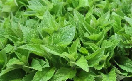 Mentha Leaf A2 50 cm