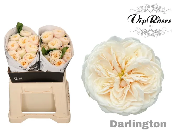 R Gr Darlington X20 40 cm